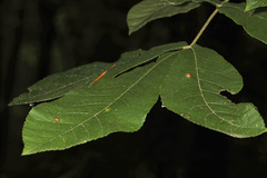 Phylloxera caryaeavellana