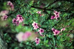 Prostanthera hindii