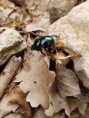 Trypocopris pyrenaeus splendens