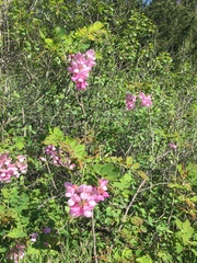 Dipogon lignosus