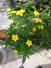 Turnera ulmifolia