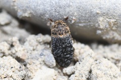 Dermestes undulatus