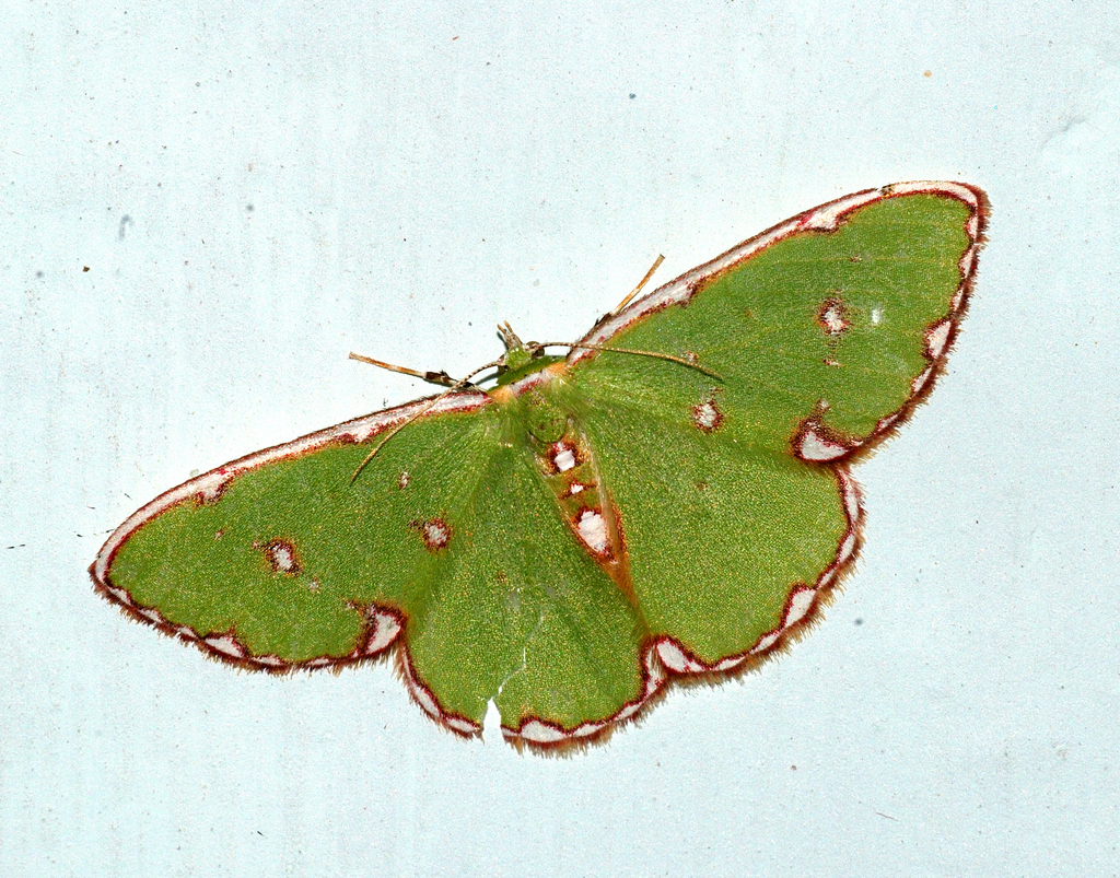 Chlorochromodes albicatena
