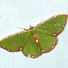 Chlorochromodes albicatena - Photo (c) Shubhalaxmi Vaylure, some rights reserved (CC BY-NC), uploaded by Shubhalaxmi Vaylure