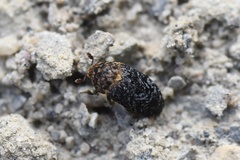 Dermestes undulatus