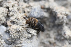 Dermestes undulatus