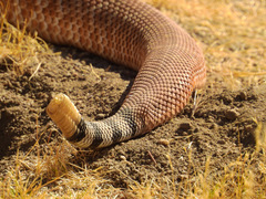 Crotalus ruber ruber