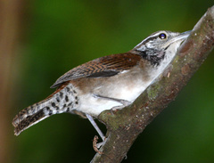 Thryophilus rufalbus