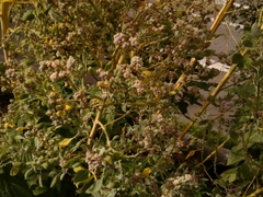 Chenopodium quinoa