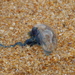 Indo-Pacific Portuguese Man-of-War - Photo (c) Doug Beckers, some rights reserved (CC BY-SA)