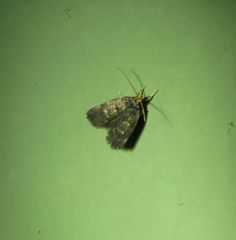 Cophomantella lychnocentra