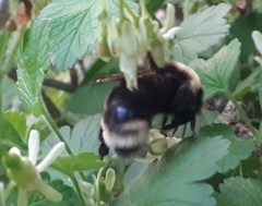 Bombus ashtoni