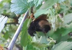 Bombus ashtoni