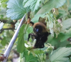 Bombus ashtoni