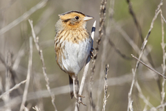 Nelson's Sparrow photo 2