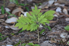 Solanum seaforthianum