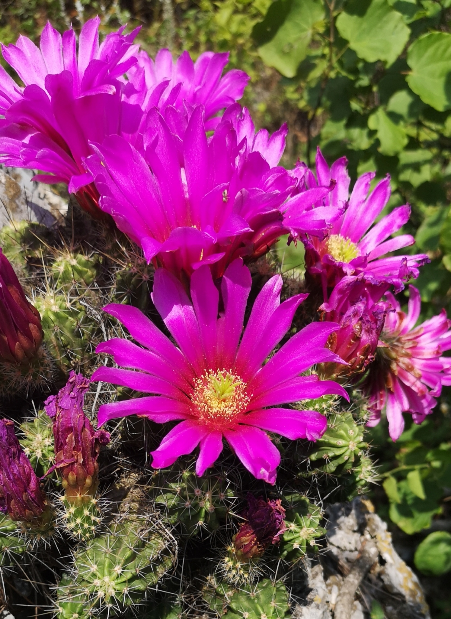 Echinocereus viereckii