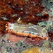 Goniobranchus setoensis - Photo (c) Terry Gosliner, algunos derechos reservados (CC BY-NC-SA)
