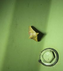 Endotricha psammitis