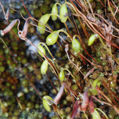 Gemmabryum brassicoides