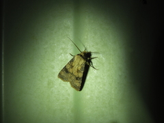 Agrotis interjectionis