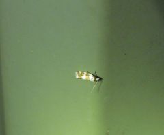 Prepocosma schalidota