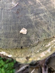 Panellus pusillus