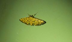 Glycythyma chrysorycta