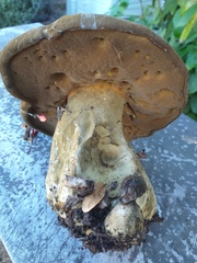 Phlebopus marginatus