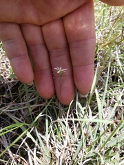 Chaetopappa asteroides