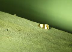 Micrapatetis orthozona