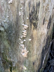 Panellus pusillus