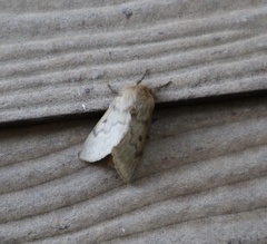 Macromphalia ancilla