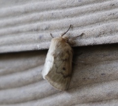 Macromphalia ancilla