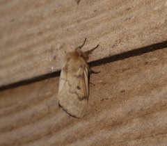 Macromphalia ancilla