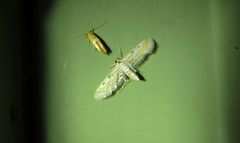 Parapoynx dentizonalis