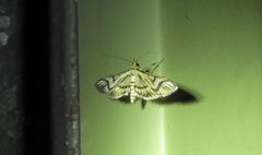 Perisyntrocha