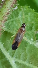 Miridae