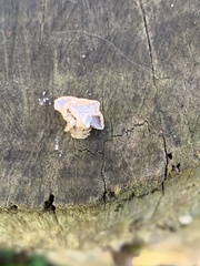 Panellus pusillus