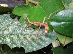 Neohirasea hongkongensis