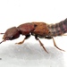 Platydracus cinnamopterus - Photo 由 Dan MacNeal 所上傳的 (c) Dan MacNeal，保留部份權利CC BY