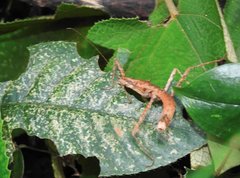 Neohirasea hongkongensis