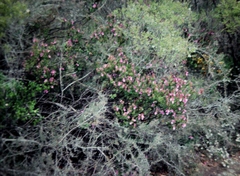 Prostanthera hindii