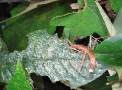Neohirasea hongkongensis