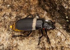 Chauliognathus tripartitus