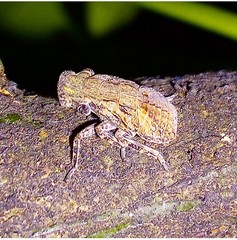 Poiocerinae
