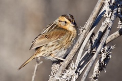Nelson's Sparrow photo 3