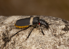 Chauliognathus tripartitus