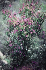 Prostanthera hindii