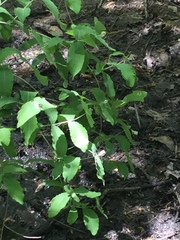 Lonicera sempervirens